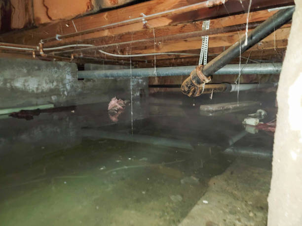Best Flood restoration services  in Crown Heights, NY